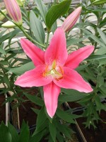 [4200 Viviana EVR No02.JPG]